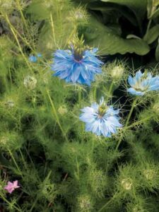The Longevity of Love-in-a-Mist Image